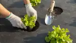 Biologische Mulchfolie: Nachhaltiger Gartenschutz