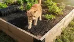 Katzenabwehr Gitter: Schutz für Ihr Hochbeet