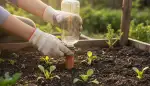 Reihenabdeckung: Schutz für frühe Ernten
