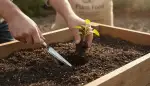 Wurmhumus: Das Gold für Ihren Garten