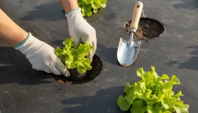 Biologische Mulchfolie: Nachhaltiger Gartenschutz